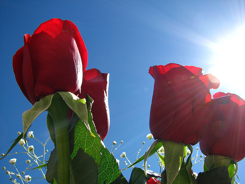 It's Not All Sunshine and Roses